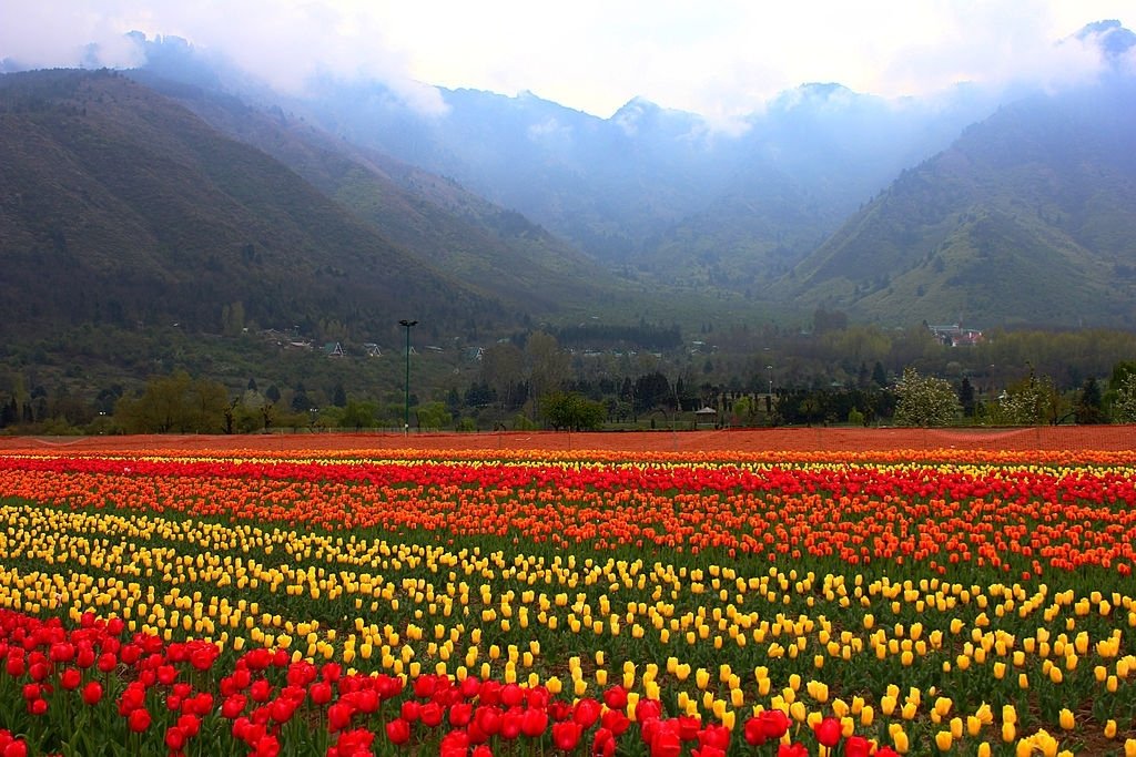 Tulips at Srinagar flower show in Srinagar, Jammu and Kashmir, India.