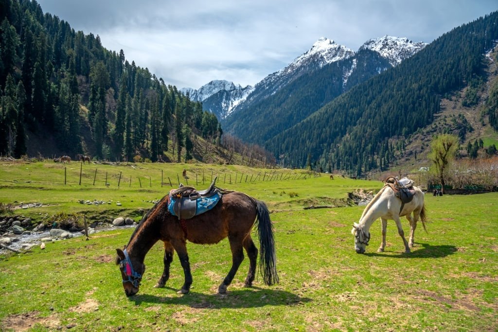 India travel, Horses raised in pahalgam villages in Kashmir, India